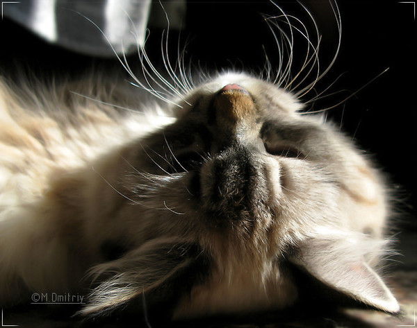 Ольга Васильева