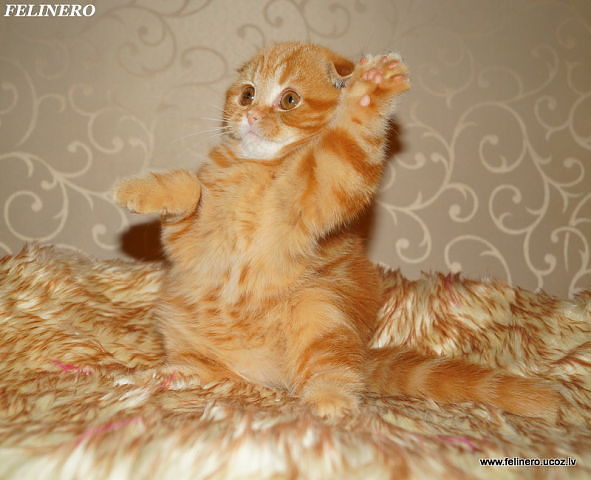 Оленька Яцко