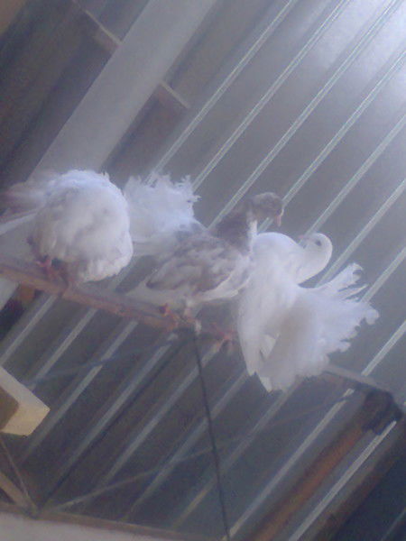 Нурик Абдукаримов