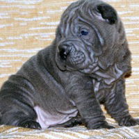 Екатерина Леу