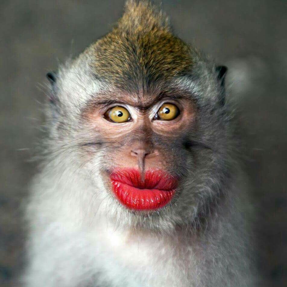 Твоя Милая Мартышка 🌞