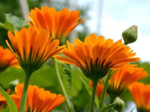 Охрана Лесов