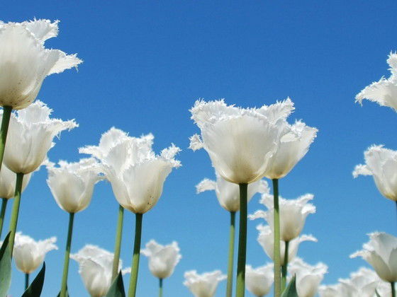 Виктория Костева