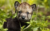 Сергей Шумигай