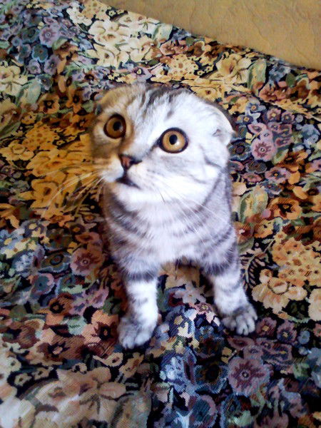 Марина Головко