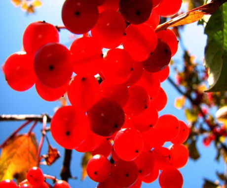 Калинка Малинка