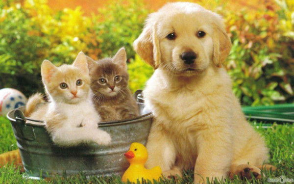 Александр Камалетдинов