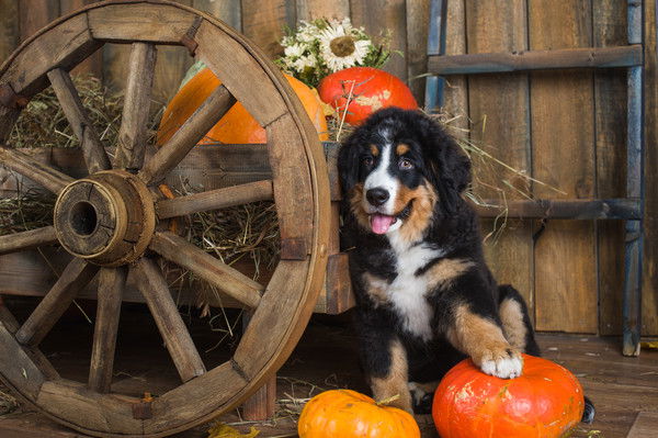 Анастасия Груздева