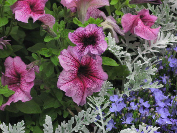 Надежда Заботина