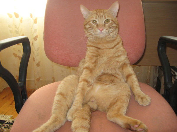 Игорь Никитин