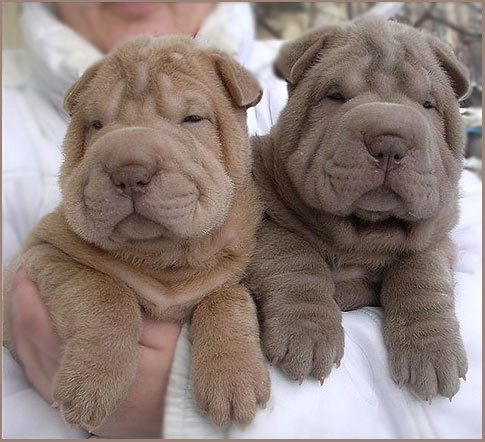 Ольга Суховарова