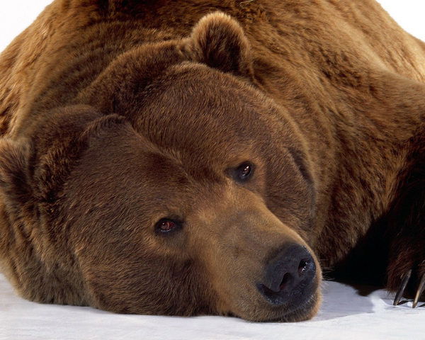 Аня Толоконникова