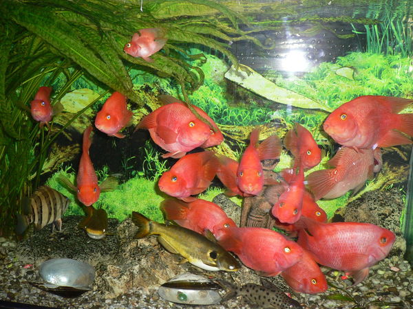 Рыбка Золотая