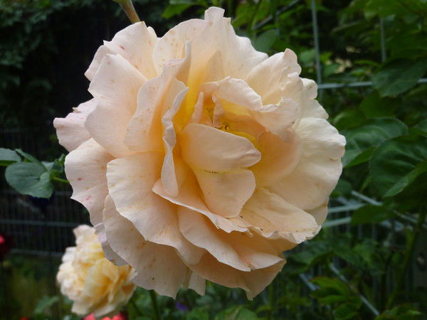 Наталия Бабий