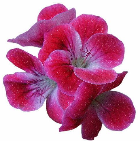 Гульнара Гульнара