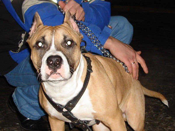 Евгений Дикий