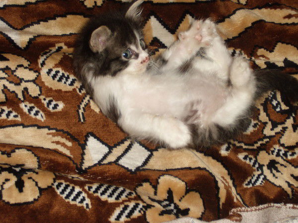 Артем Феденюк