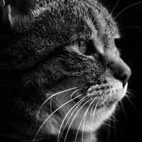 Марьян Романовский