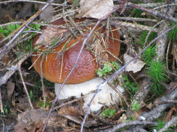 Алексей Башмаров