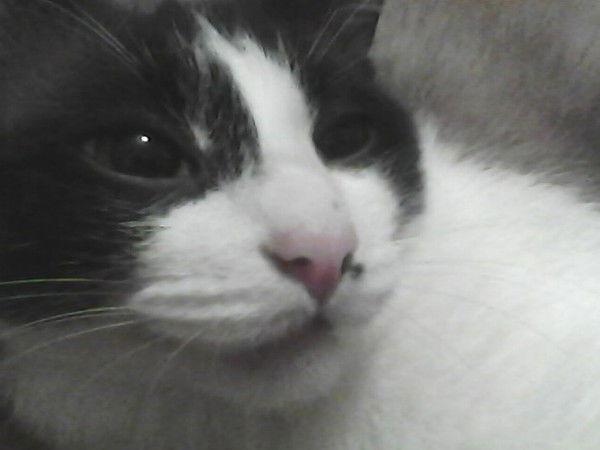 Виктор Пряженцев