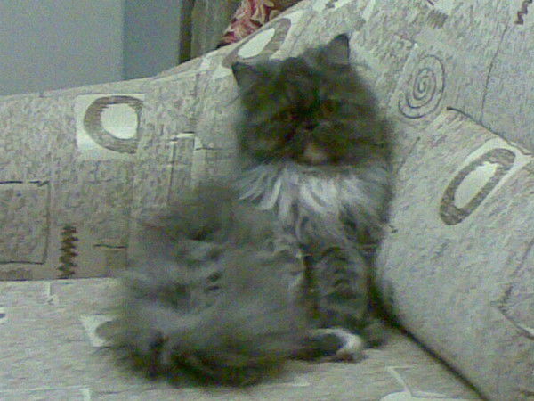 Вера Гаврилова