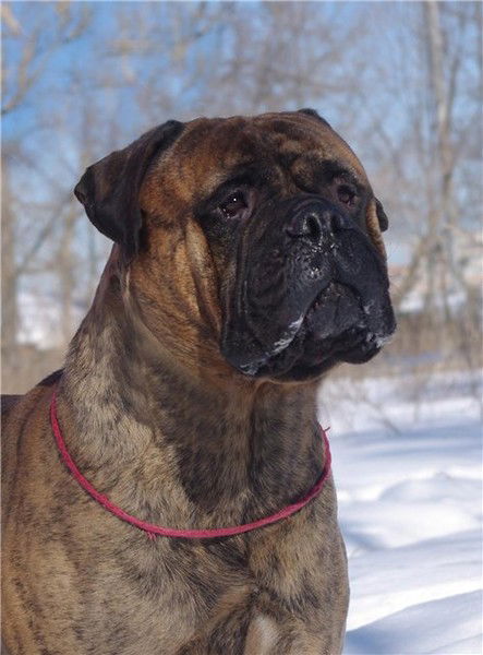 Наташа Воеводина