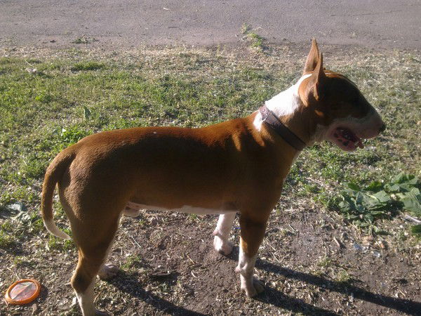 Сергей Курс