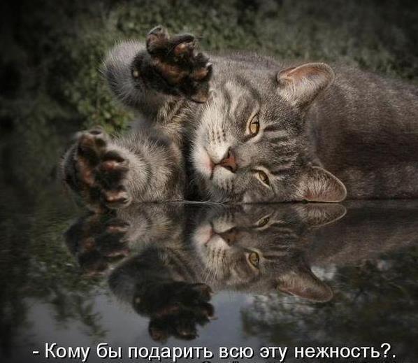 Ролачка *****