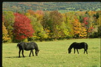 Лариса Земзюлина (Гаврилюк)