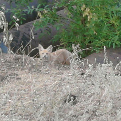 Сергей Прозоровский