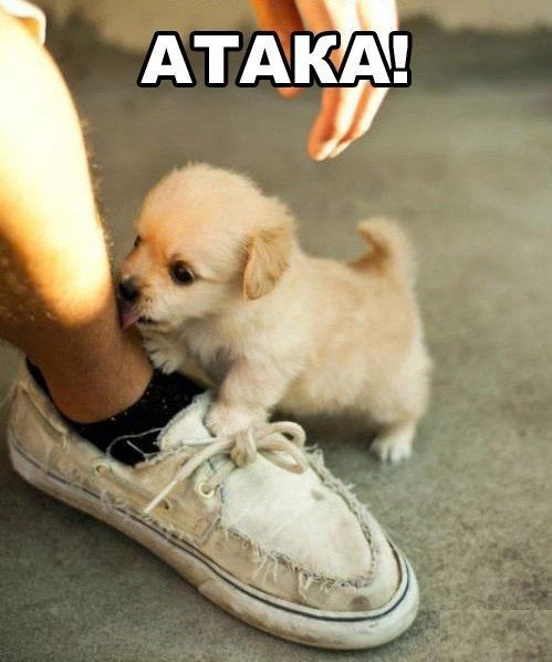 Собака Друг - Человека