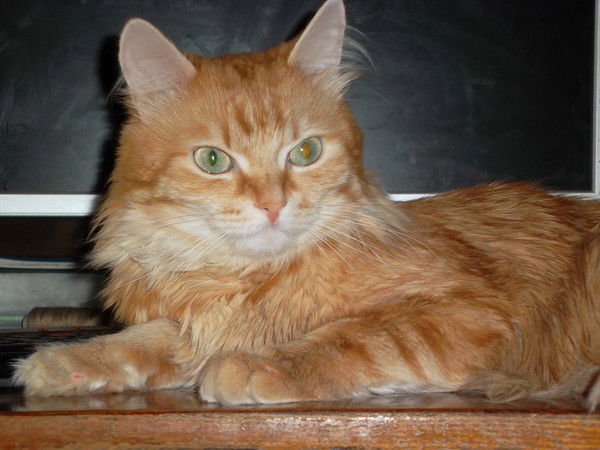 Лиза Высоцкая