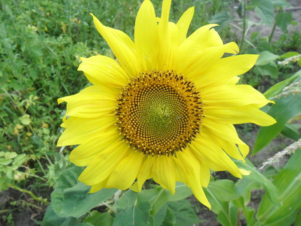 Галина Галушко(Дёмина)