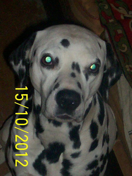 Евгений Роговской