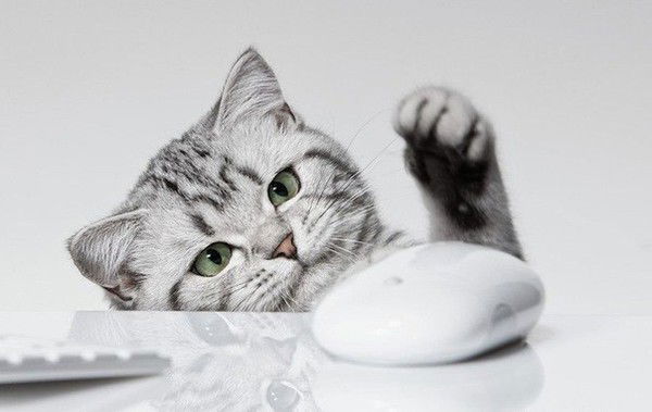 Александр Шамоня