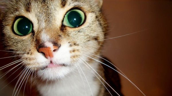 Ольга Паникаровская