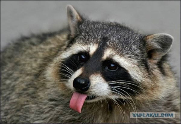 Антон Алимпиев