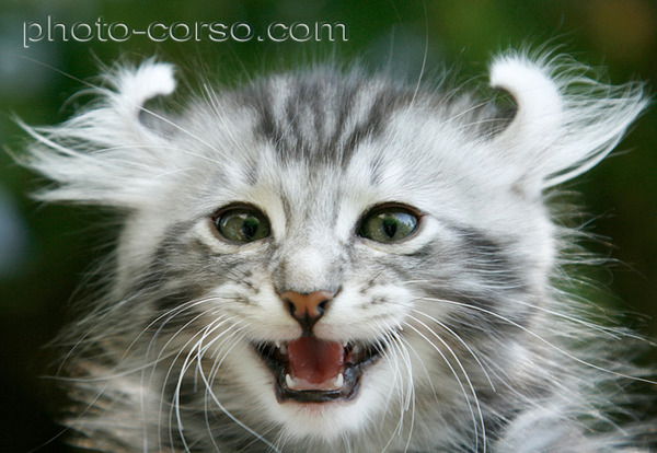 Татьяна Безобразова