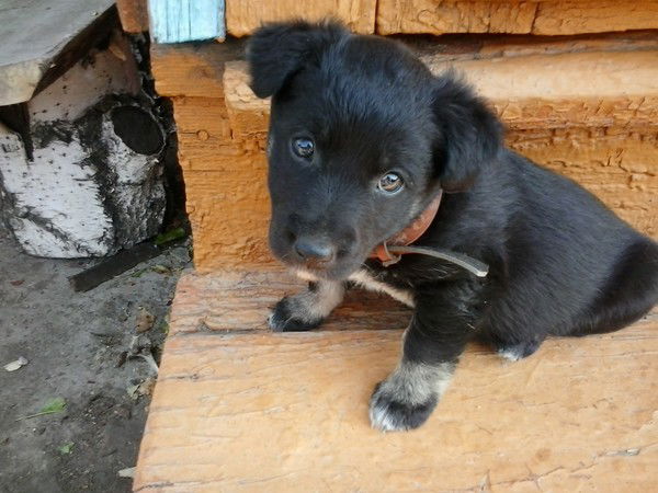 Маленькая Рысь