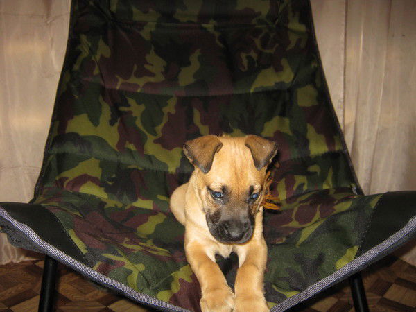 Карина*** Матевосян