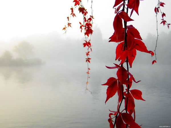 Первая Гимназия Первая Гимназия