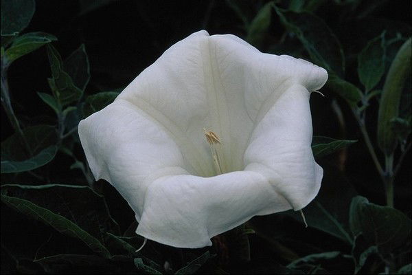 Айсуу Ензак