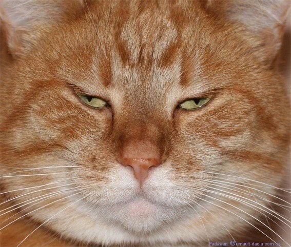 Евгений Васильев