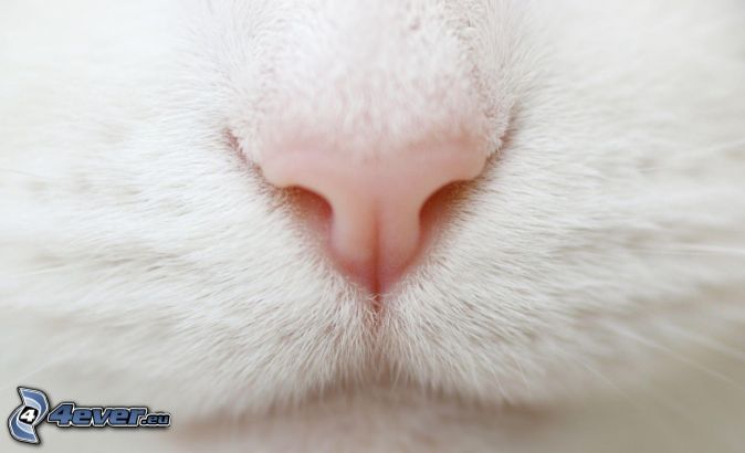 Аня Байлова