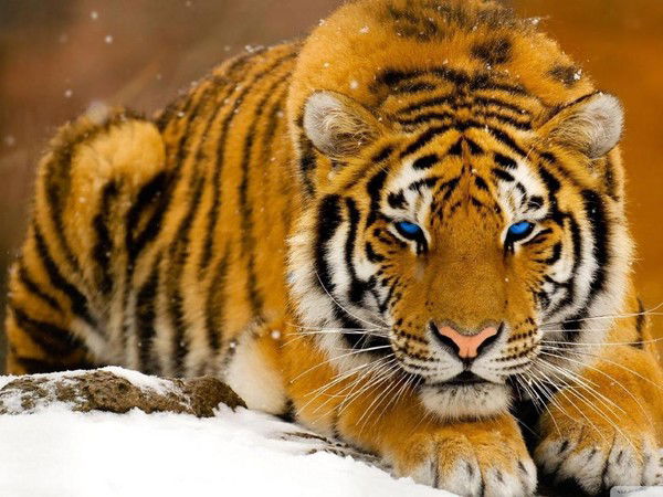 Равиль Садыгов