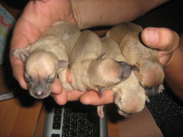 Александр Блидарь