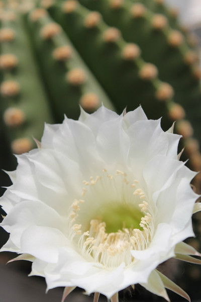 Марина Лазукова