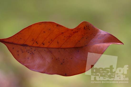 Евгения Штанг