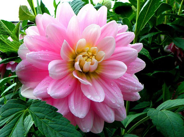 Наталия Шумская