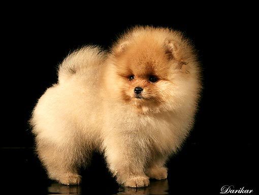 Ирина Адалина